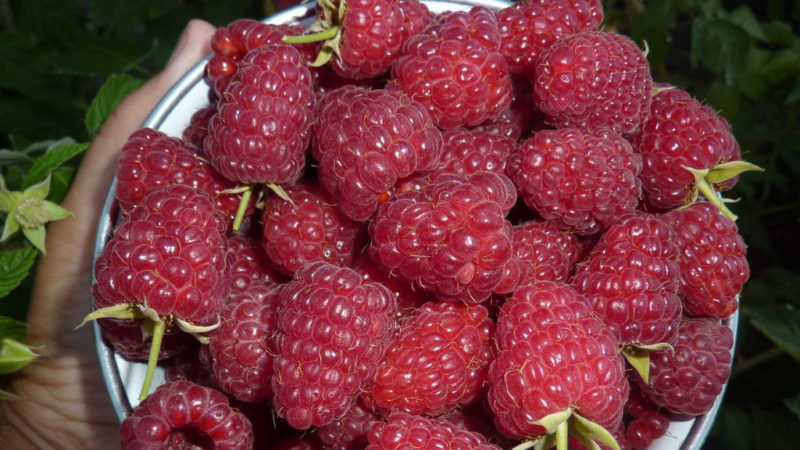 Raspberry varieties for the middle lane