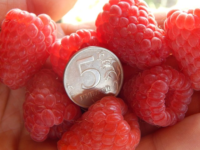 The best varieties of large-fruited raspberries