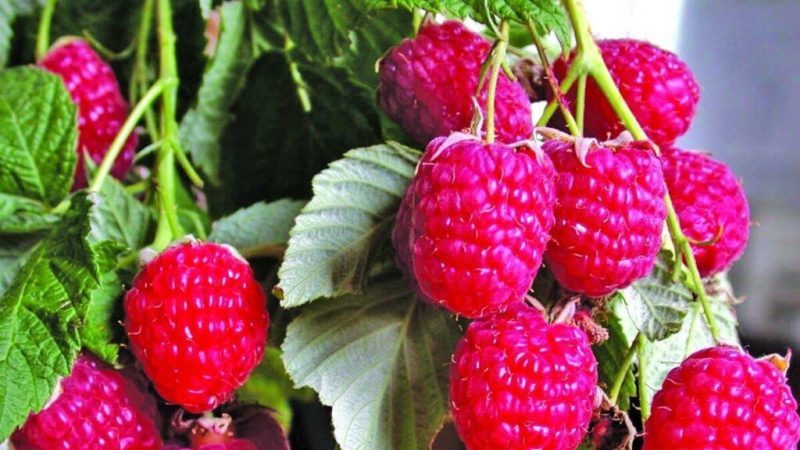 The best varieties of large-fruited raspberries