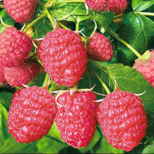 The best varieties of large-fruited raspberries
