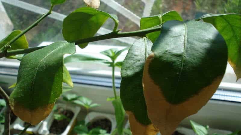 How to save tangerines from worms and disease