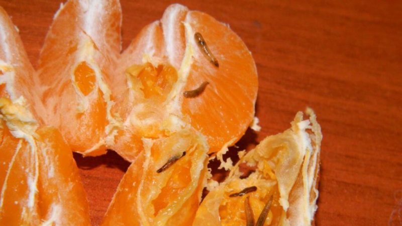 How to save tangerines from worms and disease