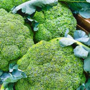 High-yielding late hybrid of broccoli cabbage Marathon f1