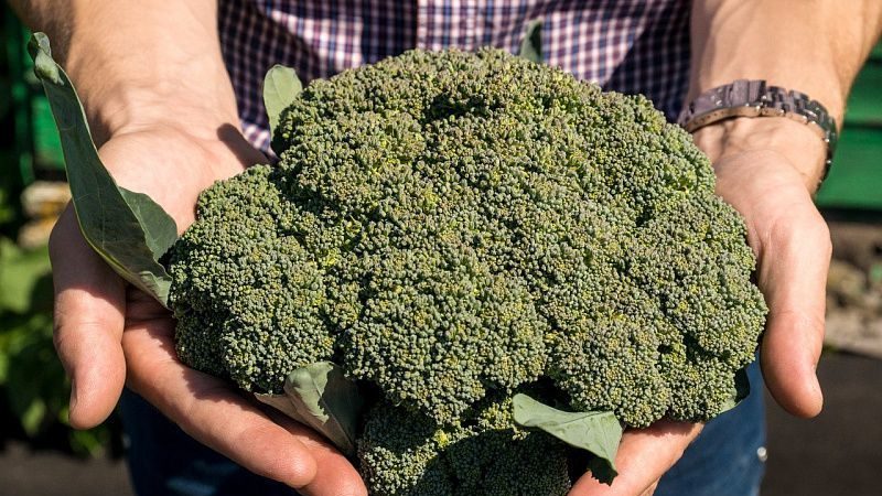 High-yielding late hybrid of broccoli cabbage Marathon f1