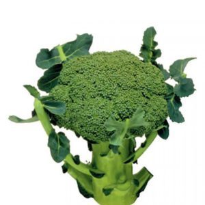 High-yielding late hybrid of broccoli cabbage Marathon f1