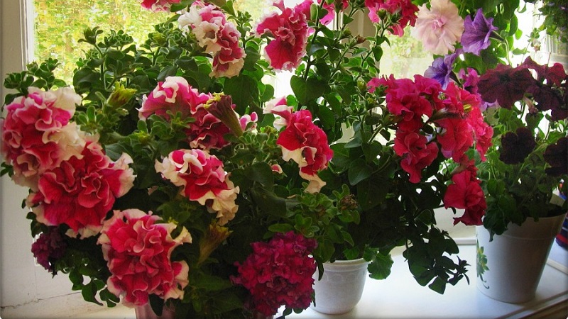 Is it possible to grow a petunia in a pot as a houseplant