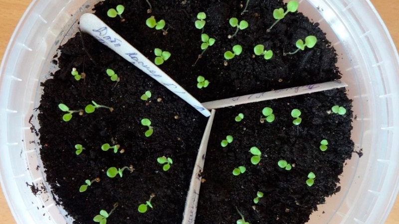 Is it possible to grow a petunia in a pot as a houseplant