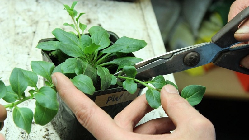 Is it possible to grow a petunia in a pot as a houseplant