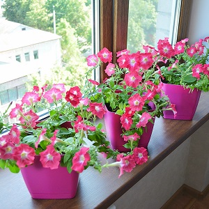 Is it possible to grow a petunia in a pot as a houseplant