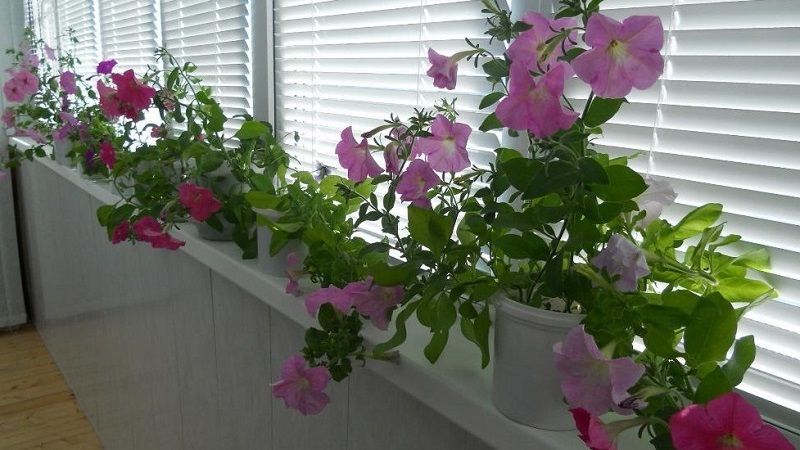 Is it possible to grow a petunia in a pot as a houseplant