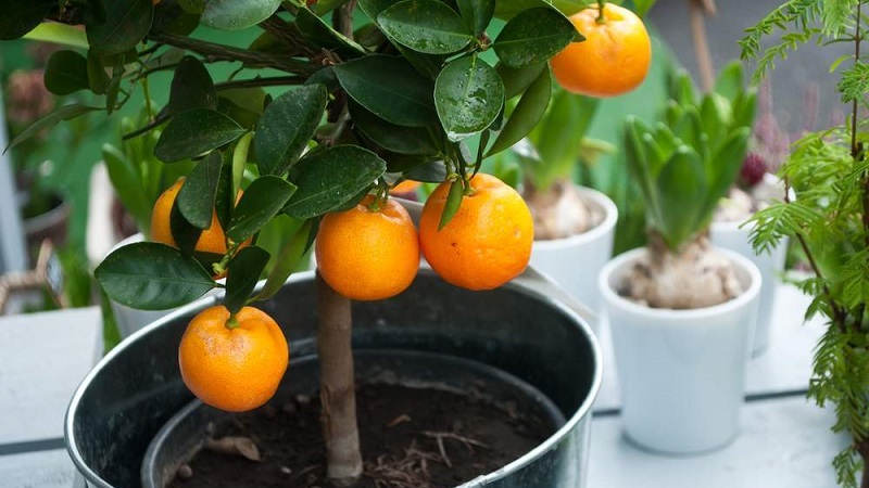 Is it possible to grow an orange from a seed and how to do it at home