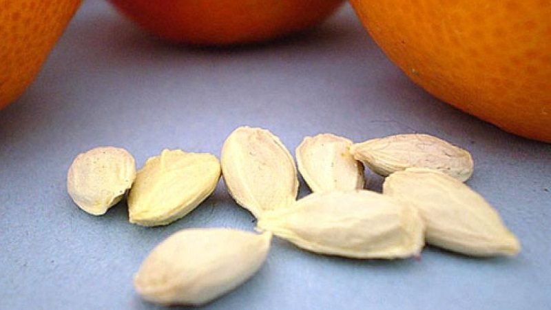 Is it possible to grow an orange from a seed and how to do it at home