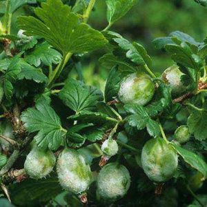 Powdery mildew on gooseberries: signs, causes of appearance, control measures, prevention