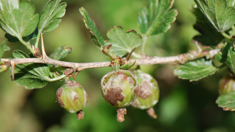 Powdery mildew on gooseberries: signs, causes of appearance, control measures, prevention