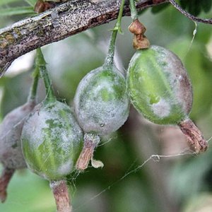 Why gooseberries don't have berries and how to fix it