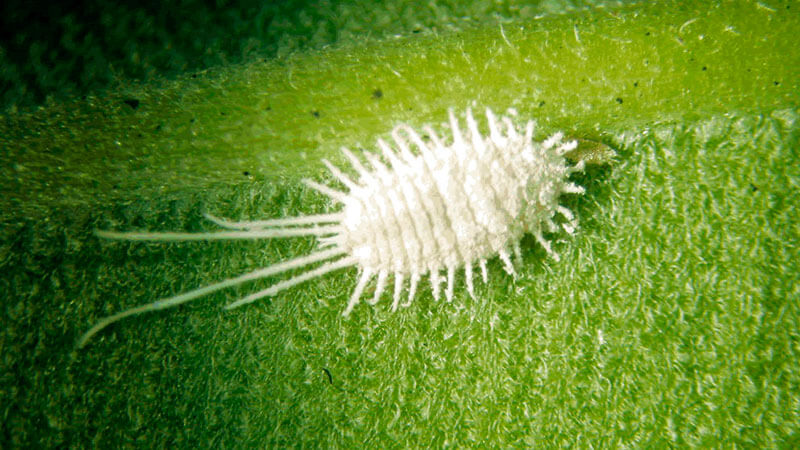 Lemon pests and diseases: treatment and prevention at home