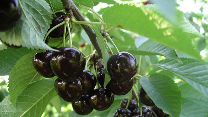 Reliable and suitable for cultivation in harsh climates, the Leningradskaya black cherry variety