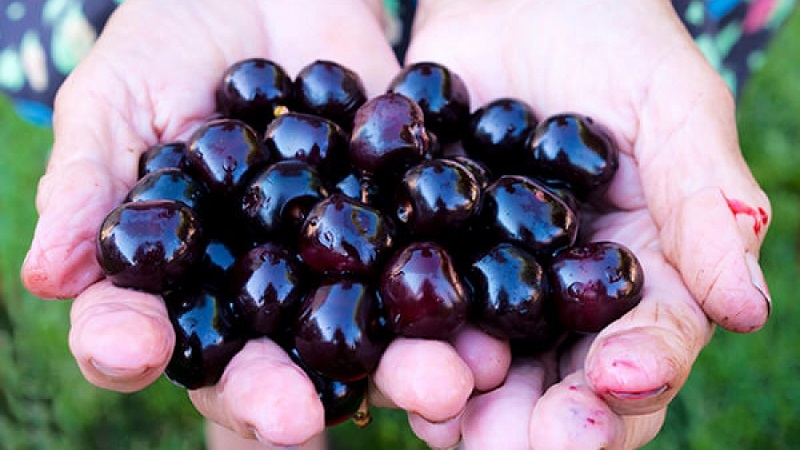 Reliable and suitable for cultivation in harsh climates, the Leningradskaya black cherry variety