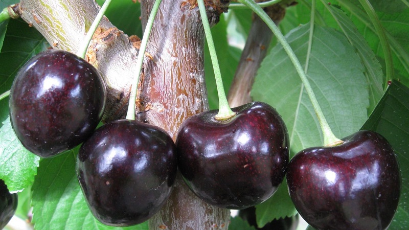 Reliable and suitable for cultivation in harsh climates, the Leningradskaya black cherry variety