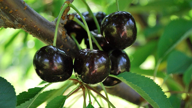 The best varieties of cherries for the Moscow Region and other regions of the Russian Federation