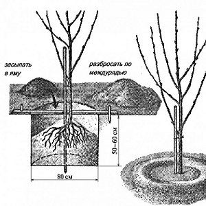 Reliable and suitable for cultivation in harsh climates, the Leningradskaya black cherry variety