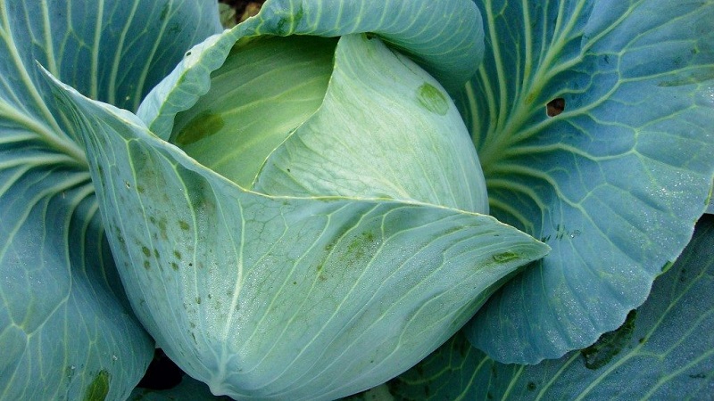 Unpretentious late ripe cabbage hybrid Prestige f1