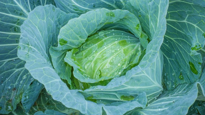 Unpretentious late ripe cabbage hybrid Prestige f1