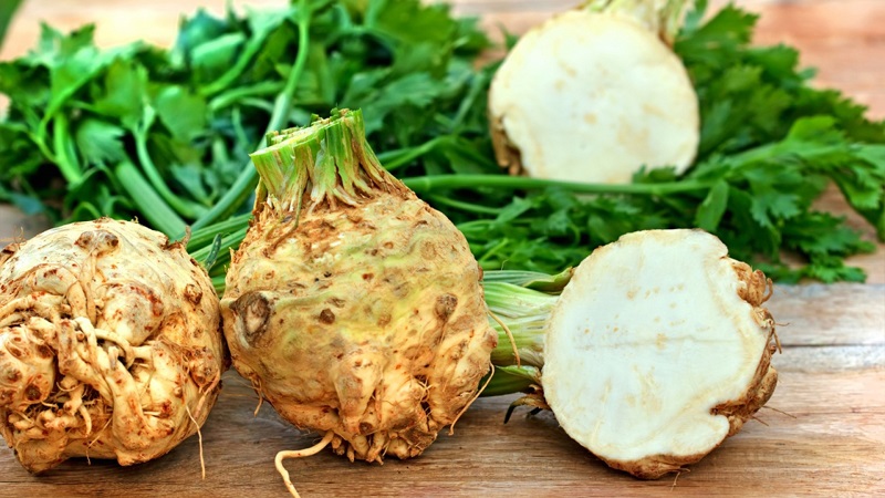 Review of the best varieties of root celery