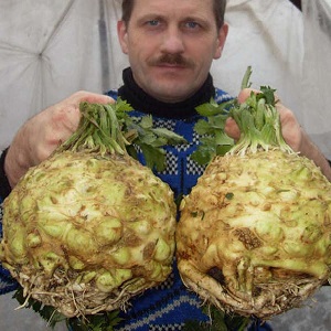 Review of the best varieties of root celery