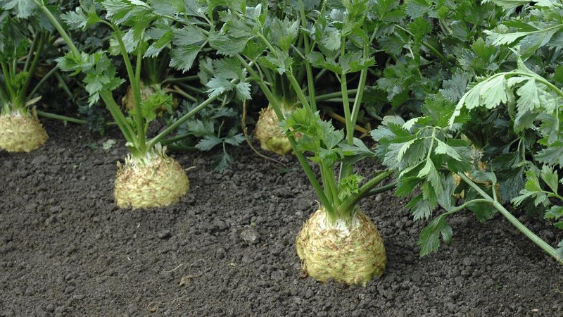 Review of the best varieties of root celery