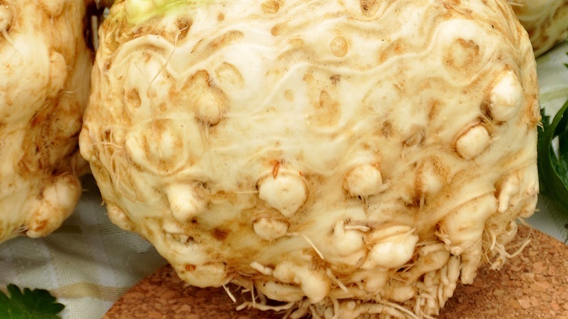 Review of the best varieties of root celery