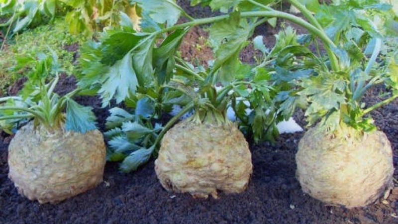 Review of the best varieties of root celery