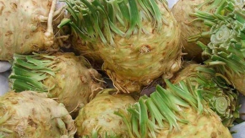 Review of the best varieties of root celery