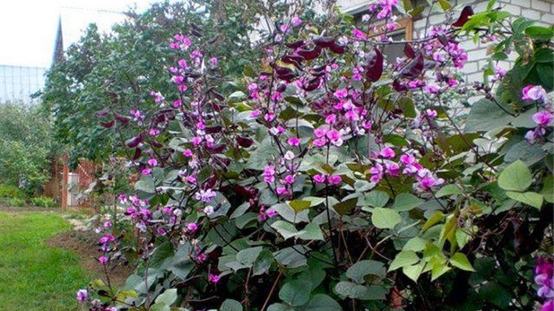 Features of cultivation and use of hyacinth beans