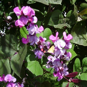 Features of cultivation and use of hyacinth beans