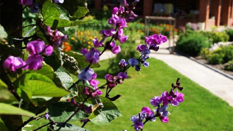 Features of cultivation and use of hyacinth beans