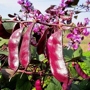 Features of cultivation and use of hyacinth beans