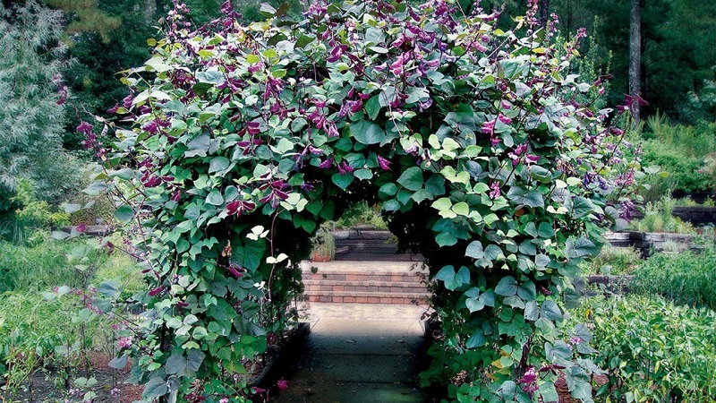 Features of cultivation and use of hyacinth beans