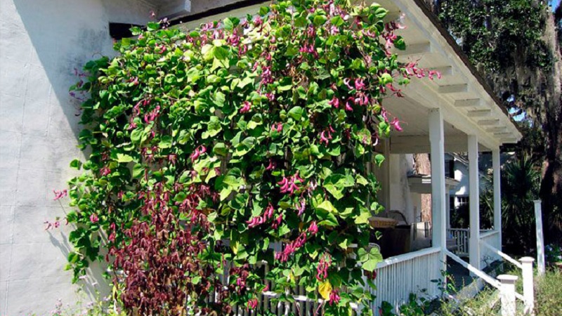 Features of cultivation and use of hyacinth beans