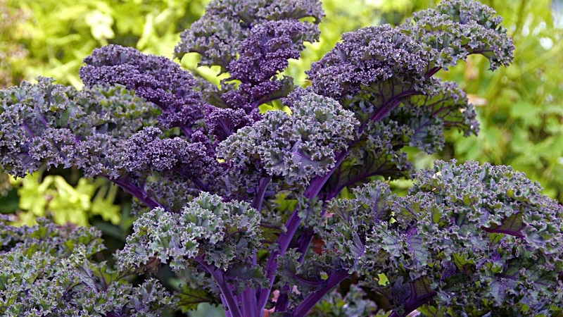 Features of growing a leafy hybrid of Redbor f1 cabbage