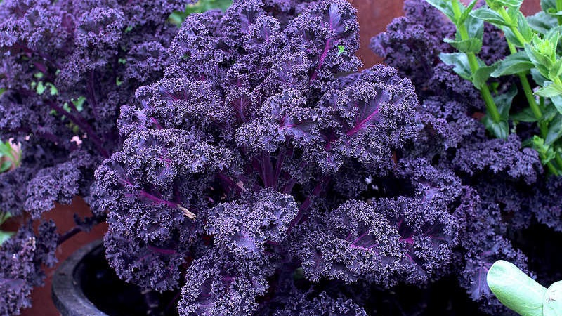 Features of growing a leafy hybrid of Redbor f1 cabbage