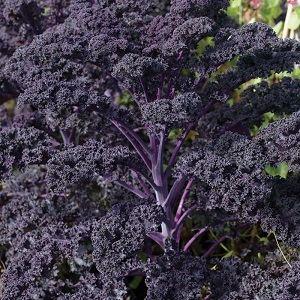 Features of growing a leafy hybrid of Redbor f1 cabbage