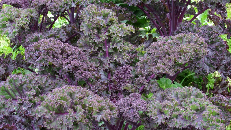 Features of growing a leafy hybrid of Redbor f1 cabbage