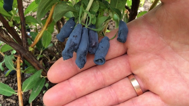 Planting and caring for honeysuckle in the Moscow region