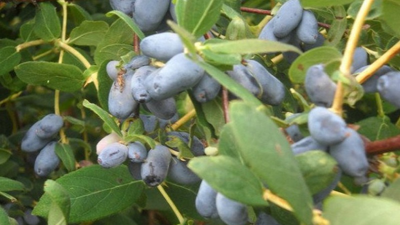 Features of growing honeysuckle in Crimea