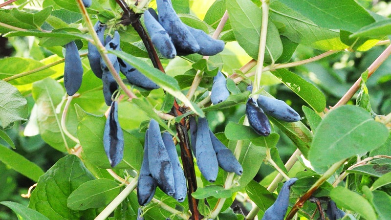 Features of growing honeysuckle in Crimea