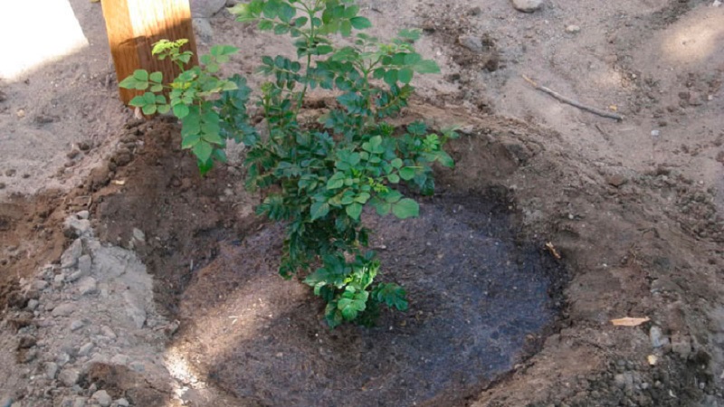 Planting and caring for honeysuckle in the Leningrad region
