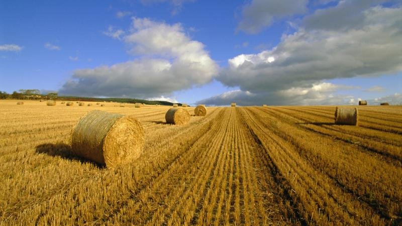 Homeland of wheat: where did wheat come from on Earth