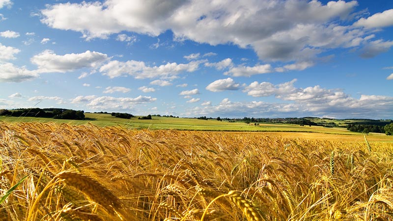 Homeland of wheat: where did wheat come from on Earth