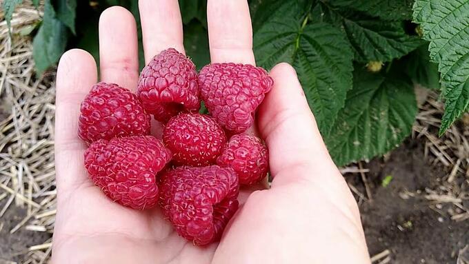 The best varieties of large-fruited raspberries